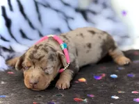 Pixie , a female Miniature Dachshund for sale in Visalia, CA – 1 of 4