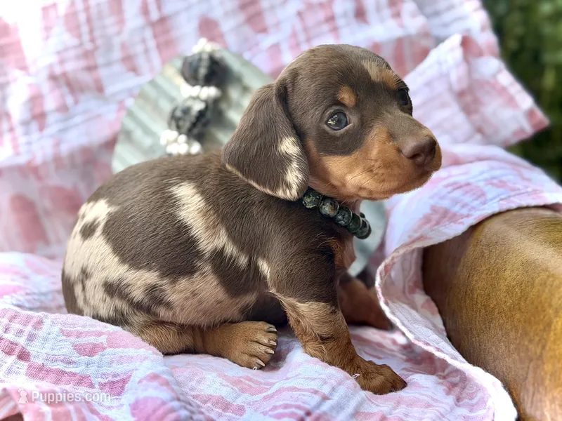 Trucky – Miniature Dachshund puppy on hold in Visalia, CA