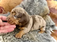 Gimli, a male Miniature Dachshund for sale in Visalia, CA – Photo 2 of 6