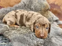 Gimli, a male Miniature Dachshund for sale in Visalia, CA – Photo 1 of 6