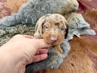 Gimli, a male Miniature Dachshund for sale in Visalia, CA – Photo 4 of 6