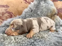 Gimli, a male Miniature Dachshund for sale in Visalia, CA – Photo 3 of 6