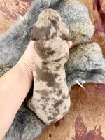 Gimli, a male Miniature Dachshund for sale in Visalia, CA – Photo 5 of 6