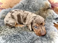 Gimli, a male Miniature Dachshund for sale in Visalia, CA – Photo 6 of 6