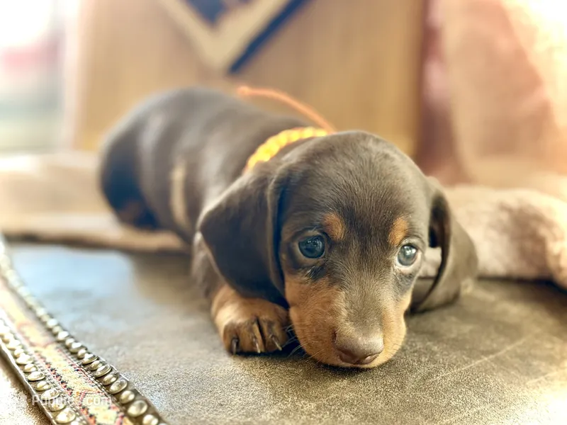 Douglas  – Miniature Dachshund puppy on hold in Visalia, CA
