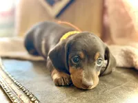 Douglas , a male Miniature Dachshund for sale in Visalia, CA – 1 of 5