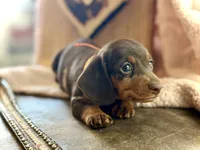 Douglas , a male Miniature Dachshund for sale in Visalia, CA – 2 of 5