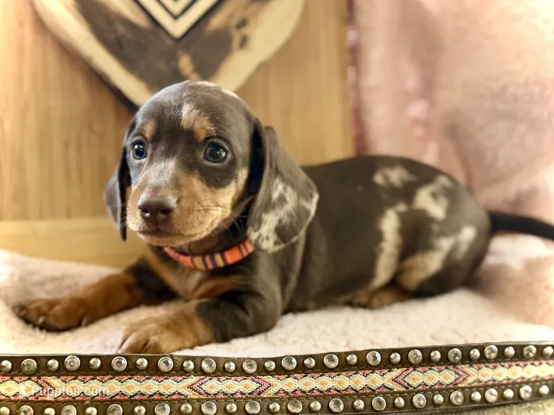 Trucky – Miniature Dachshund puppy on hold in Visalia, CA