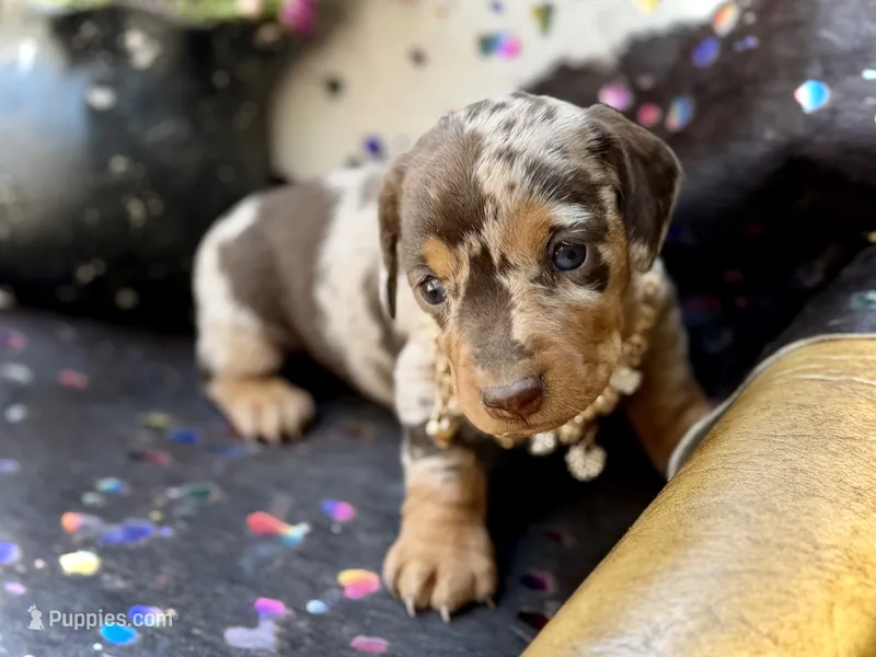 Bridget *Long Haired!* – Miniature Dachshund puppy on hold in Visalia, CA