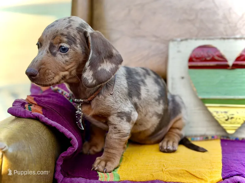 Margo – Miniature Dachshund puppy on hold in Visalia, CA