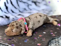 Pixie , a female Miniature Dachshund for sale in Visalia, CA – 3 of 4