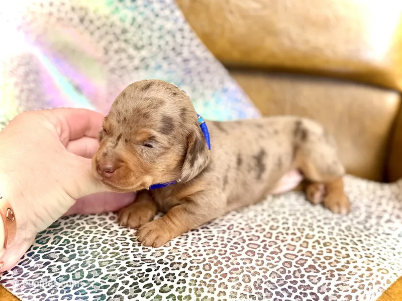 Turk  – Miniature Dachshund puppy for sale in Visalia, CA
