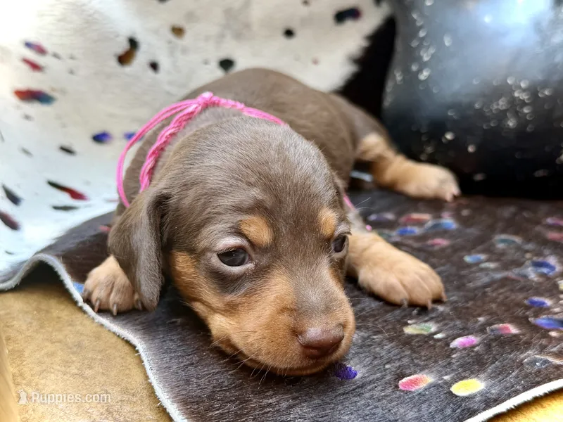 Tinker  – Miniature Dachshund puppy on hold in Visalia, CA