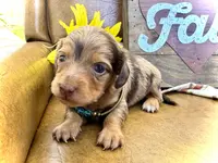 Binky - TINY Long Haired!, a male Miniature Dachshund for sale in Visalia, CA – Photo 6 of 10