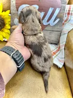 Binky - TINY Long Haired!, a male Miniature Dachshund for sale in Visalia, CA – Photo 9 of 10