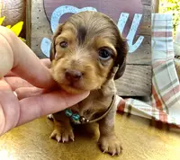 Binky - TINY Long Haired!, a male Miniature Dachshund for sale in Visalia, CA – Photo 2 of 10