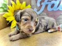 Binky - TINY Long Haired!, a male Miniature Dachshund for sale in Visalia, CA – Photo 10 of 10