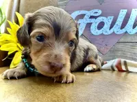 Binky - TINY Long Haired!, a male Miniature Dachshund for sale in Visalia, CA – Photo 5 of 10