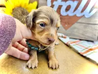 Binky - TINY Long Haired!, a male Miniature Dachshund for sale in Visalia, CA – Photo 7 of 10