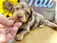 Binky - TINY Long Haired!, a male Miniature Dachshund for sale in Visalia, CA – Photo 3 of 10