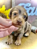 Binky - TINY Long Haired!, a male Miniature Dachshund for sale in Visalia, CA – Photo 1 of 10