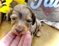 Binky - TINY Long Haired!, a male Miniature Dachshund for sale in Visalia, CA – Photo 4 of 10