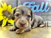 Binky - TINY Long Haired!, a male Miniature Dachshund for sale in Visalia, CA – Photo 8 of 10