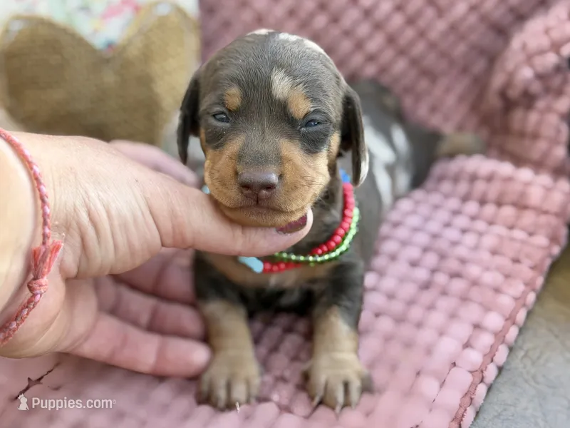 Trucky – Miniature Dachshund puppy for sale in Visalia, CA
