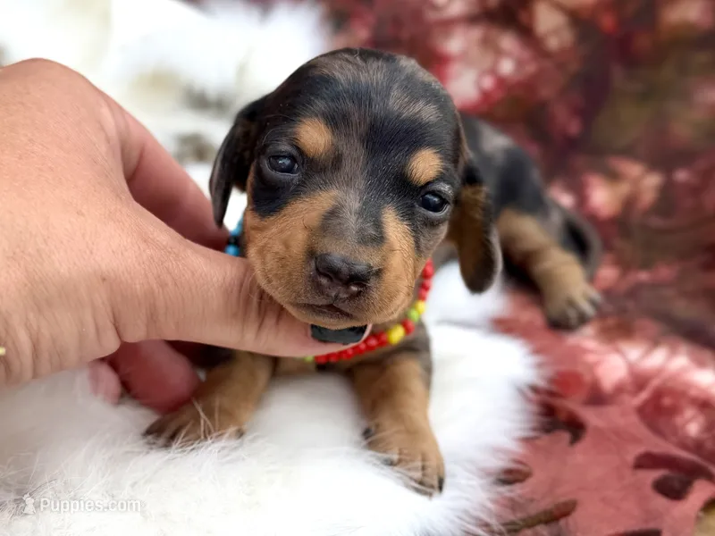 Kirk – Miniature Dachshund puppy for sale in Visalia, CA