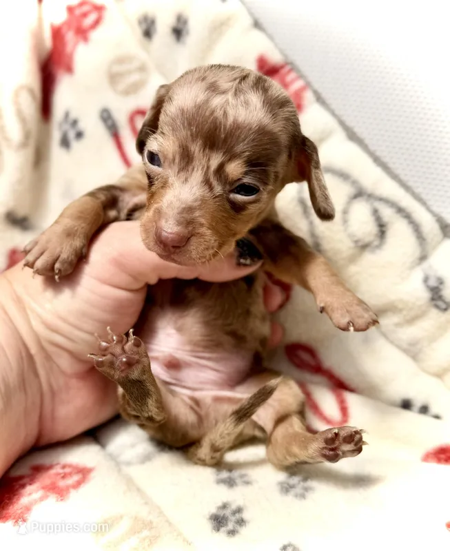 Beans *Micro Tiny!* – Miniature Dachshund puppy for sale in Visalia, CA