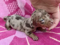 Beans *Micro Tiny!*, a male Miniature Dachshund for sale in Visalia, CA – Photo 2 of 2