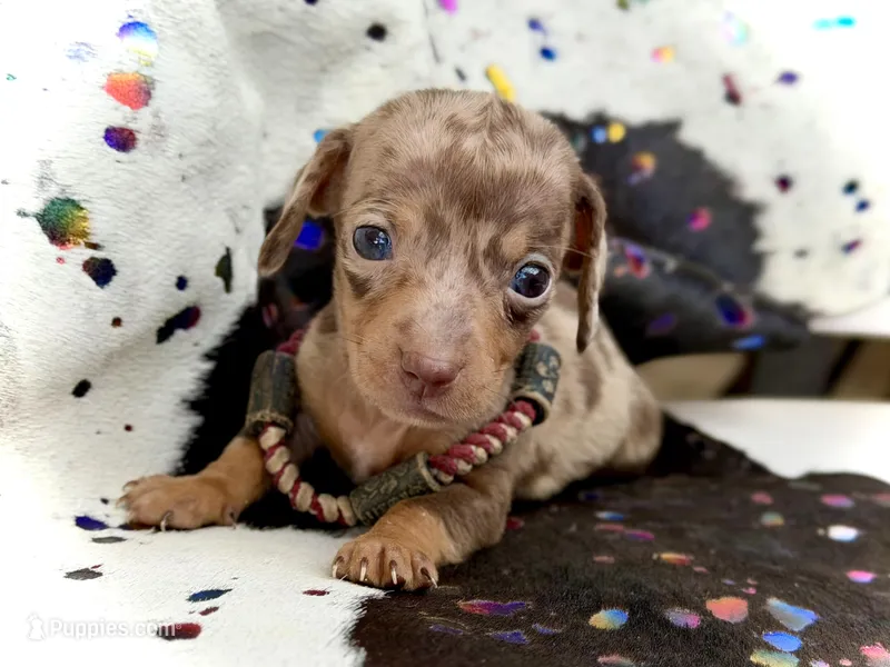 Beans *Micro Tiny!* – Miniature Dachshund puppy for sale in Visalia, CA