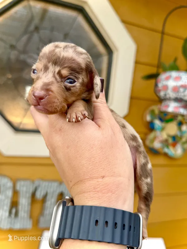 Beans *Micro Tiny!* – Miniature Dachshund puppy for sale in Visalia, CA