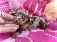 Beans *Micro Tiny!*, a male Miniature Dachshund for sale in Visalia, CA – Photo 1 of 2