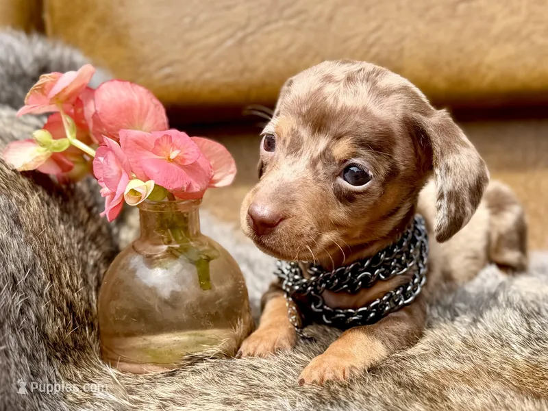 Beans *Micro Tiny!* – Miniature Dachshund puppy on hold in Visalia, CA