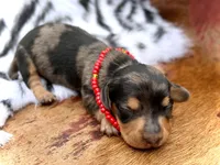 Kirk, a male Miniature Dachshund for sale in Visalia, CA – 4 of 4