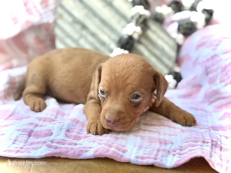 Summer *Tiny* – Miniature Dachshund puppy for sale in Visalia, CA