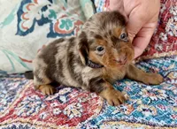 Pickles *Long Haired!*, a male Miniature Dachshund for sale in Visalia, CA – 4 of 4