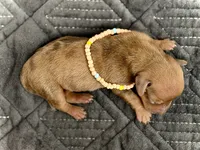 Summer , a female Miniature Dachshund for sale in Visalia, CA – 2 of 3