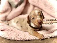 Chip *Tiny & Blue Eyes!*, a male Miniature Dachshund for sale in Visalia, CA – 4 of 7
