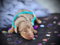 Barbie *SUPER Tiny*, a female Miniature Dachshund for sale in Visalia, CA – 2 of 6