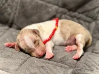 Chip *Super Tiny!*, a male Miniature Dachshund for sale in Visalia, CA – 3 of 6