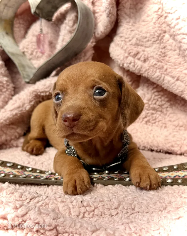 Summer  – Miniature Dachshund puppy for sale in Visalia, CA