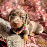 Rumba, a female Miniature Dachshund for sale in Visalia, CA – Photo 4 of 6