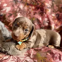 Rumba, a female Miniature Dachshund for sale in Visalia, CA – Photo 5 of 6
