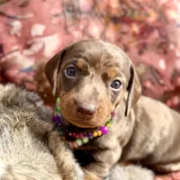 Rumba, a female Miniature Dachshund for sale in Visalia, CA – Photo 6 of 6