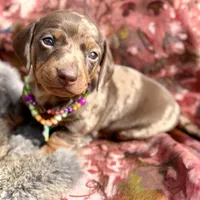 Rumba, a female Miniature Dachshund for sale in Visalia, CA – Photo 2 of 6