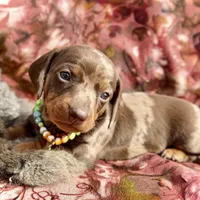 Rumba, a female Miniature Dachshund for sale in Visalia, CA – Photo 3 of 6