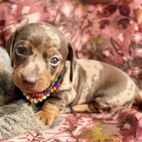 Rumba, a female Miniature Dachshund for sale in Visalia, CA – Photo 1 of 6