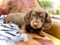 Tripp *Long Haired!*, a male Miniature Dachshund for sale in Visalia, CA – 6 of 7